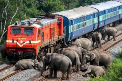assam rajdhani express collides with elephants 8 elephants killed 5 coaches derailed