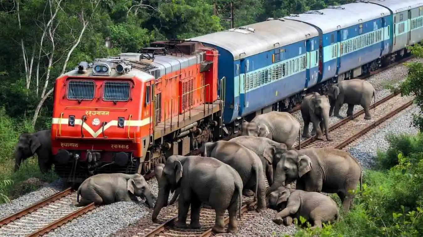 assam rajdhani express collides with elephants 8 elephants killed 5 coaches derailed