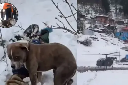 loyal dog guards owner body 4 days hungry chamba himachal