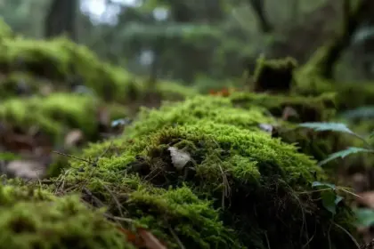 moss to solve crime mysteries read exclusive report