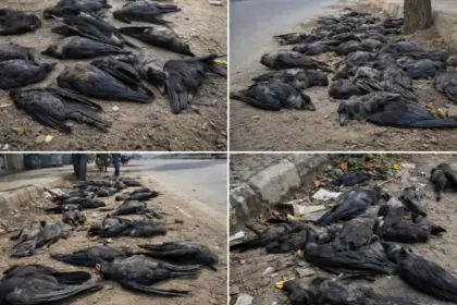 bird flu threat increases in tamil nadu hundreds of crows dead from h5n1 virus government issues strict guidelines