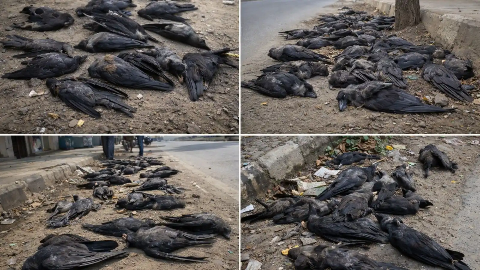 bird flu threat increases in tamil nadu hundreds of crows dead from h5n1 virus government issues strict guidelines