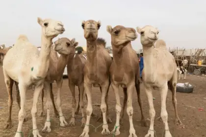 saudi arabia launches camel passport system for unique identification