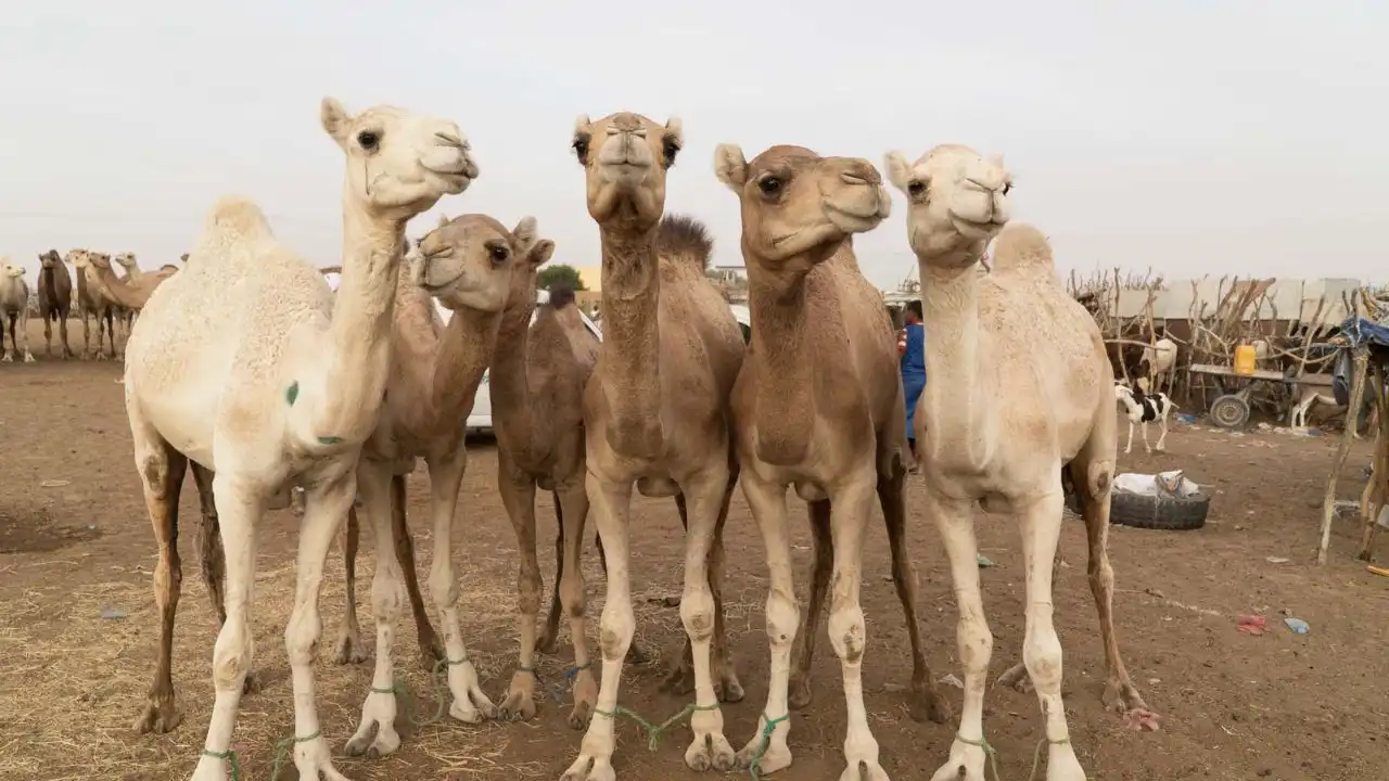 saudi arabia launches camel passport system for unique identification