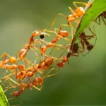 an ant selling for 20000 why is this shocking smuggling racket rapidly growing in kenya find out the reason