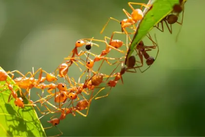 an ant selling for 20000 why is this shocking smuggling racket rapidly growing in kenya find out the reason