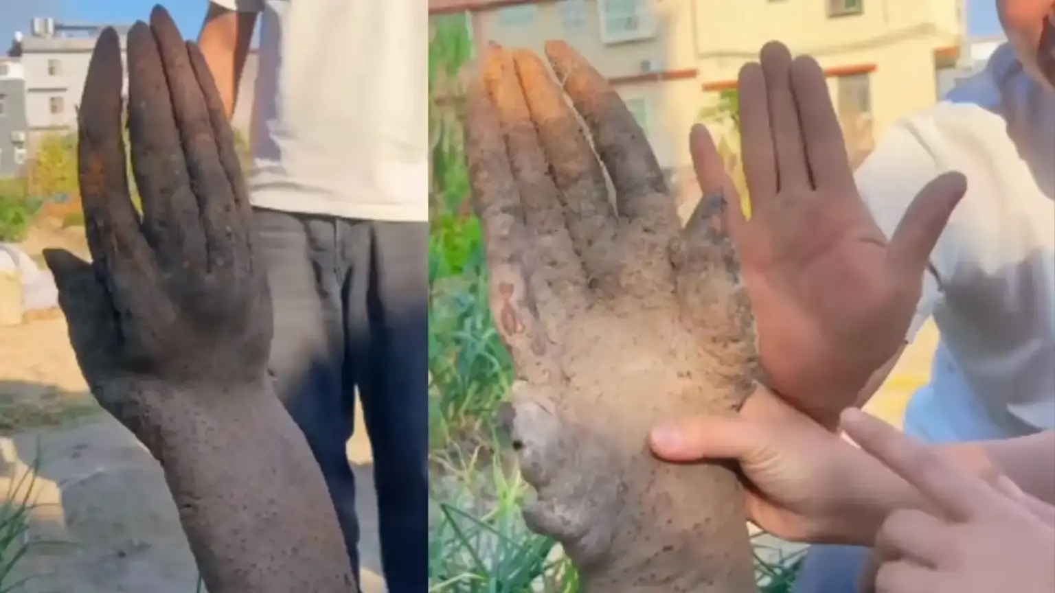 human hand found in field buyers offered over 1 lakh owner refuses to sell