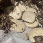 major ncb action jihadi drug captagon seized for the first time big success in operation ragepill