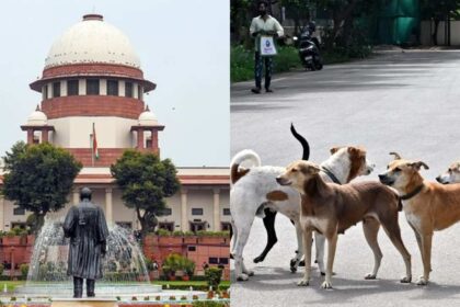 stray dogs case verdict supreme court rejects dog lovers plea orders removal of stray dogs from public places