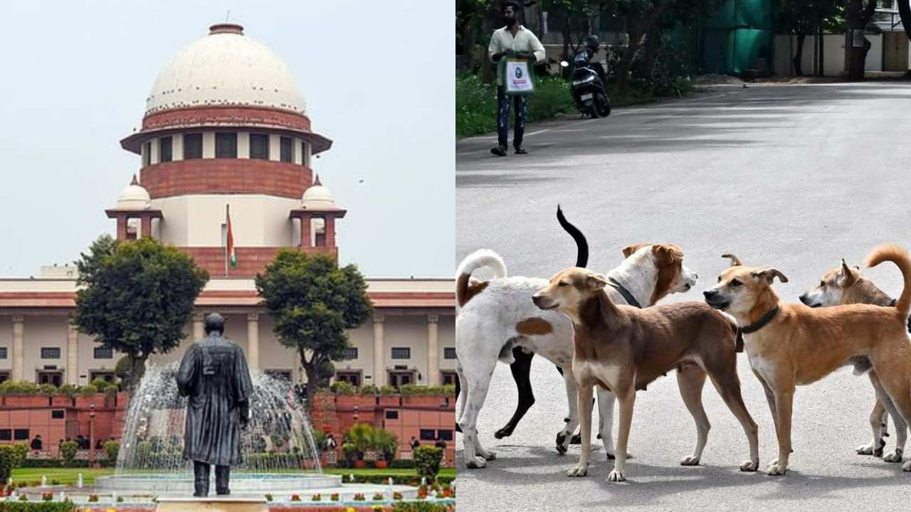 stray dogs case verdict supreme court rejects dog lovers plea orders removal of stray dogs from public places